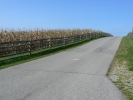 PICTURES/Antietam/t_Road to Muma Farm 1.JPG